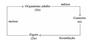 Imagem da alternativa D