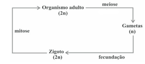 Imagem da alternativa C