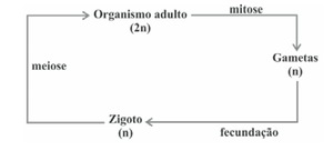 Imagem da alternativa B