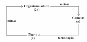 Imagem da alternativa E