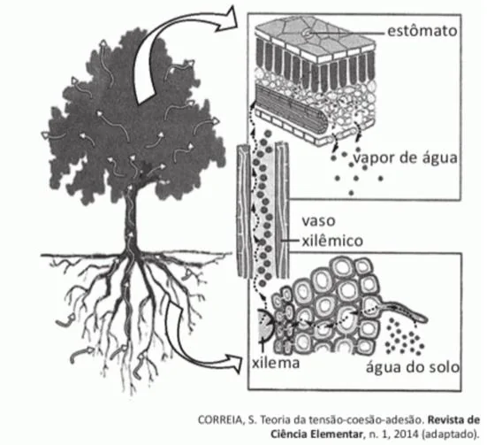 Imagem da questão